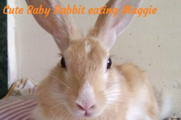 Cute Baby Rabbit eating Maggie 🐇💙😍