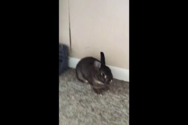 Our rabbits being cute