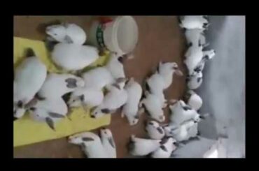 cute Rabbits Bunny Rabbit video