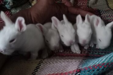 Cute baby bunnies
