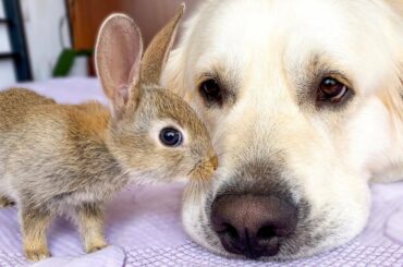 Baby Bunnies Show their Love to the Golden Retriever