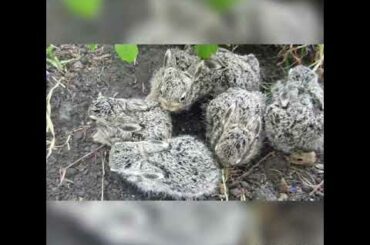 Beautiful & Cute Rabbit