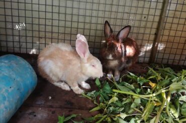 Cute Rabbits Eating - Funny and Cute Baby Bunny Rabbit Videos - Baby Animal Video Compilation 2020