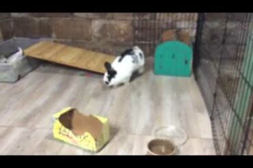 Cute bunnies 🐰🐇