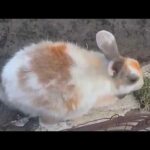 Cute Rabbits || Funny Rabbit Videos || Cute Bunny Rabbit Video 2020 || Funny Bunnies & Baby Rabbits