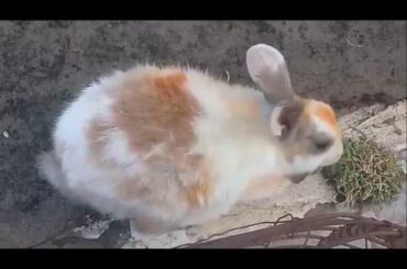 Cute Rabbits || Funny Rabbit Videos || Cute Bunny Rabbit Video 2020 || Funny Bunnies & Baby Rabbits