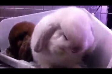 Baby Bunny Rabbits Binky -  (360P).mp4 ( cartoon wbs)