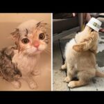 Cute baby animals Videos Compilation cute moment of the animals - Soo Cute! #99
