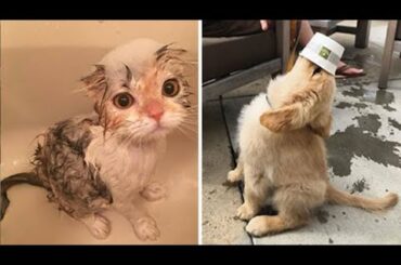 Cute baby animals Videos Compilation cute moment of the animals - Soo Cute! #99