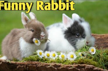 Funny cute rabbit |cute pets|funny pets|funny bunny video