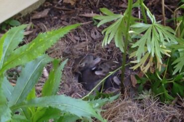 Day 2 || Baby Rabbit || Time Lapse