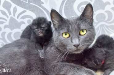 LIVE: Grace and her newborn kittens!