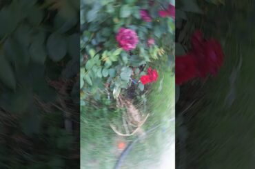 The bunny is so cute it like me