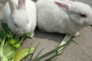 cute rabbit. when rabbit meet a dog!