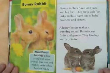 Bunny Rabbit - Baby Animals