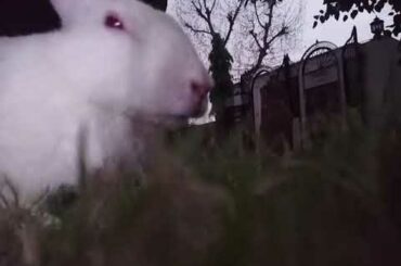 Cute rabbit A rabbit in white colour