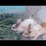 How to Potty Litter Train a Rabbit || Pets Rabbits 2020 || Rabbits Foods