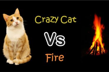 Funny Cat VS Fire || Cat play with fire || Crazy cat || Funny cat
