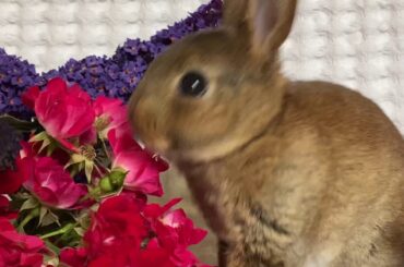 Baby bunny eating flowers.