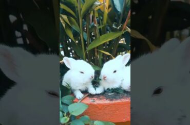 Funny Baby Rabbit Videos