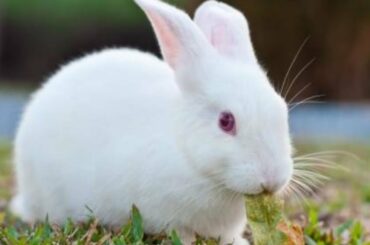 Rabbit vedio,cute bunny vedio ,#easystudy#jyotikumari#