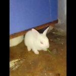 Cute bunny cleaning himself