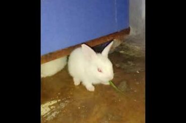 Cute bunny cleaning himself