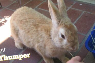 bunny being cute for a minute straight