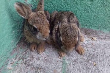 Couple of cute rabbit