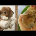 😍CUTENESS IS ENOUGH😍 | CUTE RABBIT🐇 VIDEO COMPILATION |#2