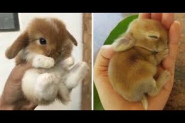 😍CUTENESS IS ENOUGH😍 | CUTE RABBIT🐇 VIDEO COMPILATION |#2