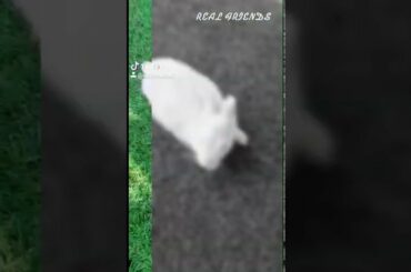 Cute rabbit| Chandigarh || India