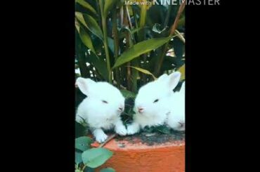 animal babies( rabbit)