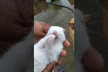 Rabbit baby