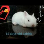 15 days old rabbit | bunny video #3