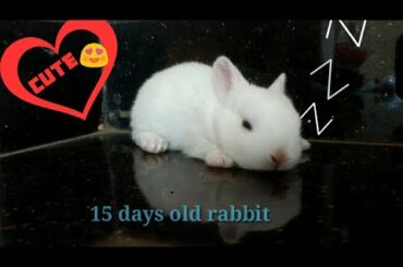 15 days old rabbit | bunny video #3