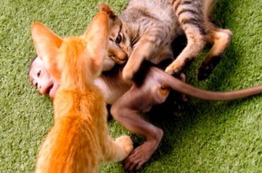 Don't Attack  Me! Baby Coca Best Relationship My Beloved With Cute kittens And Bunny.