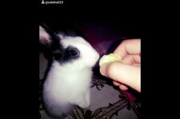 Baby bunny Cuteness overloaded.......