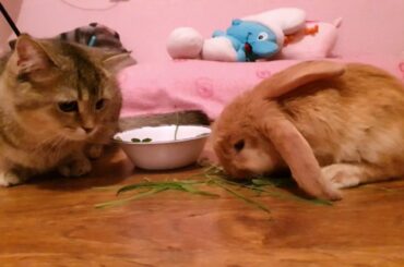 Cute Baby Bunny thinks the cat is his friend