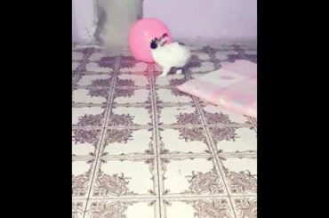 Baby bunny playing with  big ball🤣