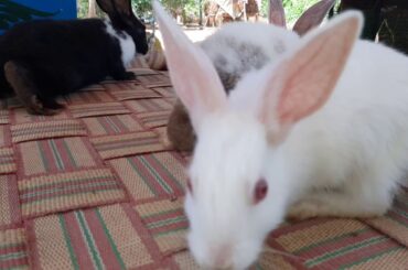 Blacky - # bunnies-  baby bunnies doing the cutest things - Baby rabbit funny  video