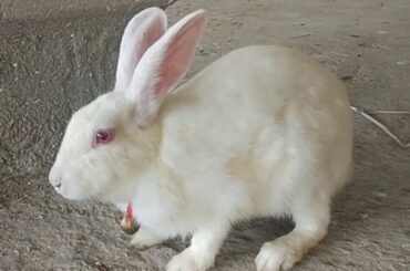 Peter rabbit/so cute /pnk creative