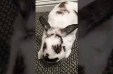 Cute Bunny @ my lil brothers House