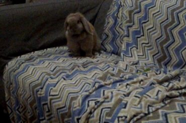 Cute Bunny Hopping around