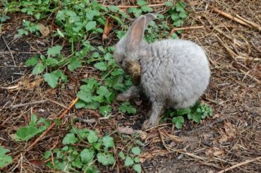 Cute baby rabbits videos 2020 in fields