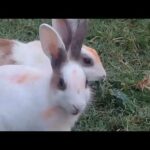 RABBITS || Funny Rabbit Videos 2020 || Cute Baby Rabbits Foods || Funny Videos