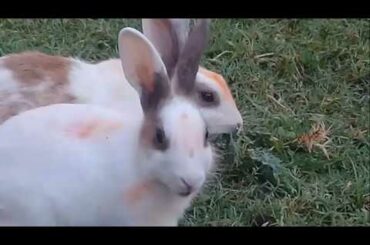 RABBITS || Funny Rabbit Videos 2020 || Cute Baby Rabbits Foods || Funny Videos