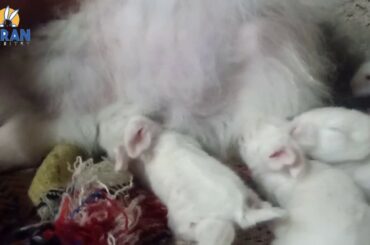How baby rabbits feeding milk from mother