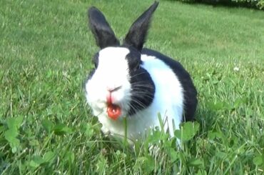Rabbit accidentally eats GIANT mosquito