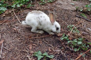 Baby rabbits finding vegetable for eating